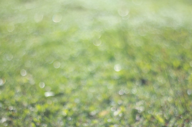 Luz gradiente verde natural de verão e efeito desfocado