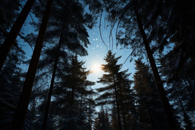 La luz de la luna brillando a través de un dosel del bosque