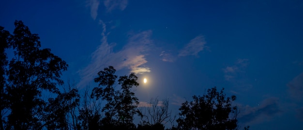 Luz de luna con estrellas sobre un fondo de árboles.