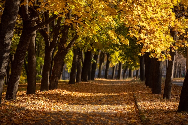 Luz mágica en el y de la pasarela en el parque de otoño.