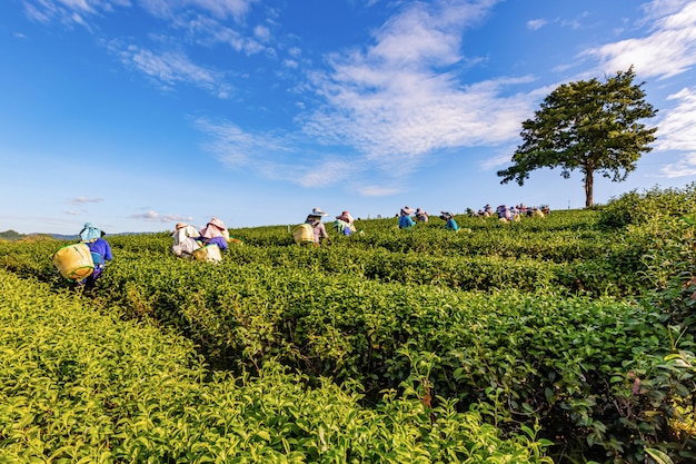 Luz de la mañana en la plantación de té verde Choui Fong, uno de los hermosos lugares de turismo agrícola en el distrito de Mae Chan