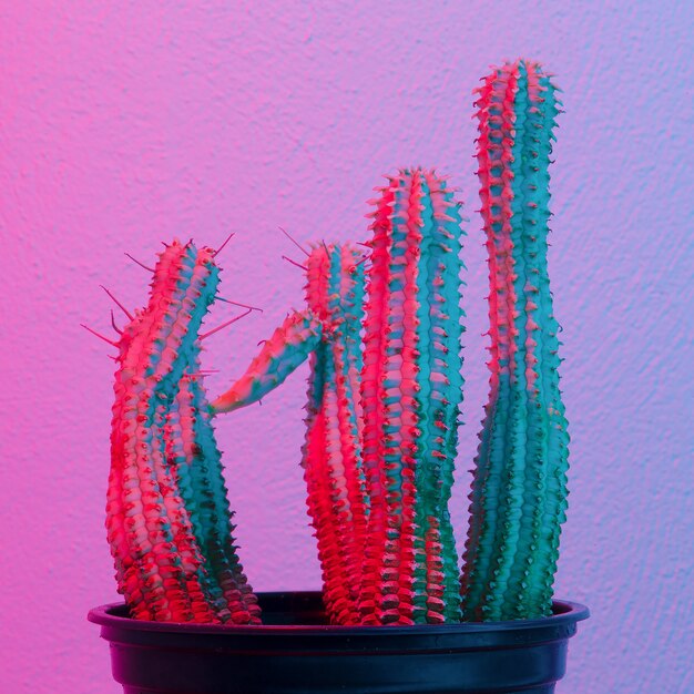 Luz de moda de onda sintética minimalista de cactus. Arte creativo y conceptual de plantas.