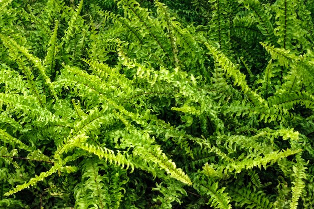 Luz natural - folhas verdes da samambaia e fundo floral da samambaia da folha em exterior e na luz solar.