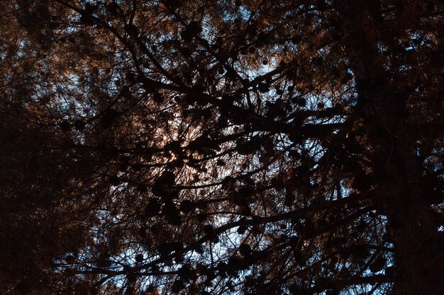 Luz oscura de ramas de pino y piñas. Copie el espacio. Enfoque selectivo.