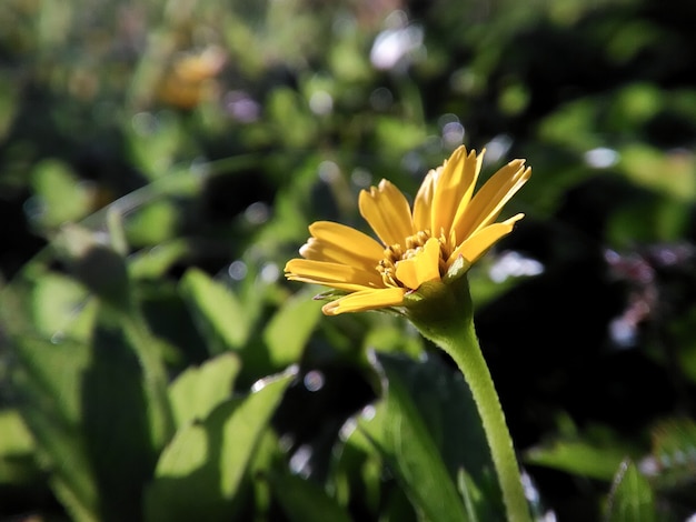 Foto luz para flor amarela