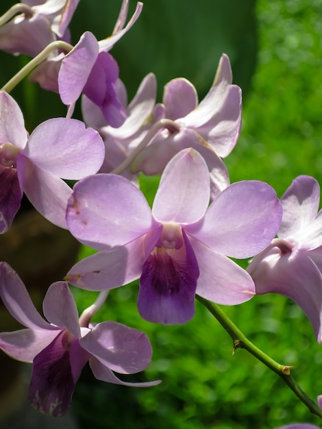 Foto luz púrpura flor dendrobium orquídea florece con desenfoque de fondo de hierba verde