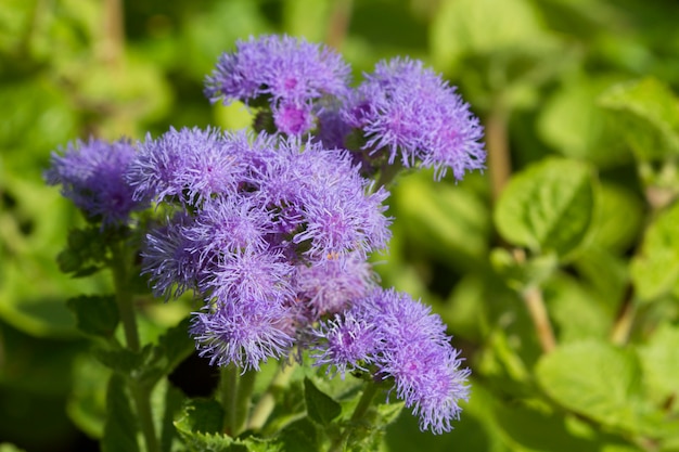 Luz-roxo flores de ageratum em um jardim verde