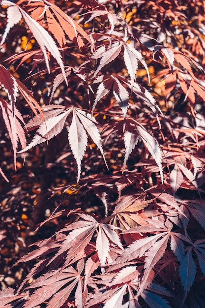 Luz sobre arce japonés