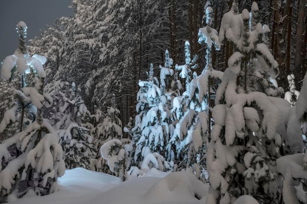 luz sobre os pinheiros cobertos de neve na floresta de inverno à noite