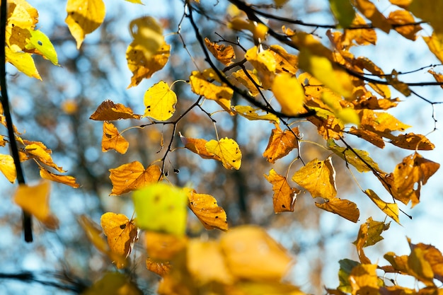 La luz del sol amarillenta y brillante iluminó el follaje de tilo en la temporada de otoño.