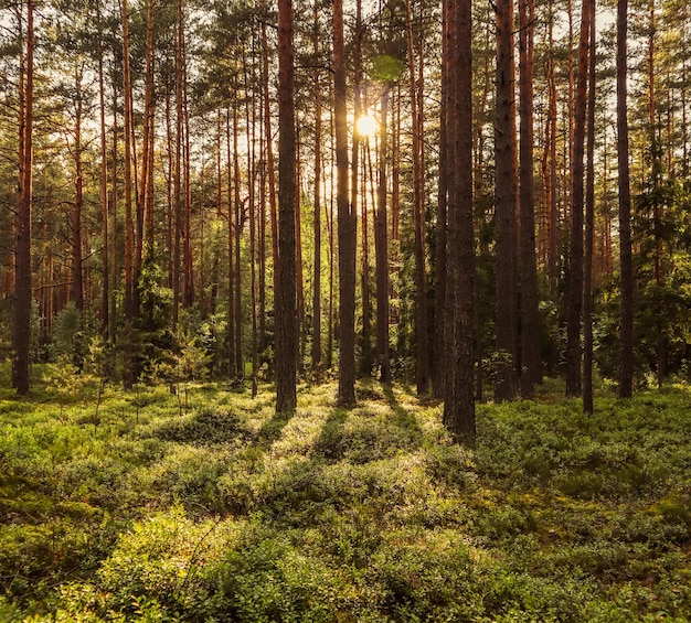 La luz del sol en los árboles en un bosque de pinos al atardecer Paisaje de naturaleza de verano