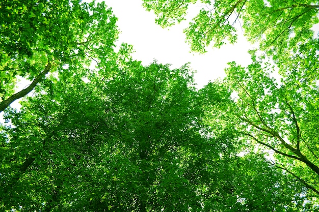 La luz del sol en los árboles del bosque de verano verde