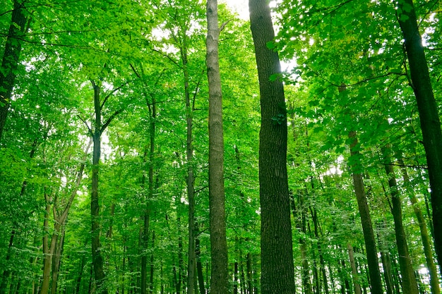 La luz del sol en los árboles del bosque de verano verde