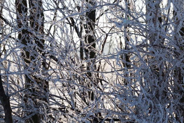 La luz del sol en un bosque caducifolio con árboles en la nieve y el hielo con escarcha, luz de la mañana