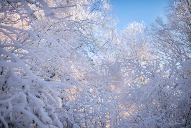 Luz del sol en el bosque nevado