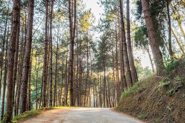 Foto la luz del sol del bosque de pino brilla en el embalse al atardecer