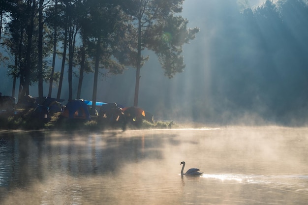 La luz del sol del bosque de pino escénico brilla con el cisne en el depósito de niebla en la mañana en pang oung