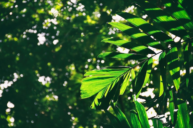 La luz del sol brilla sobre la hoja de palma verde en el bosque