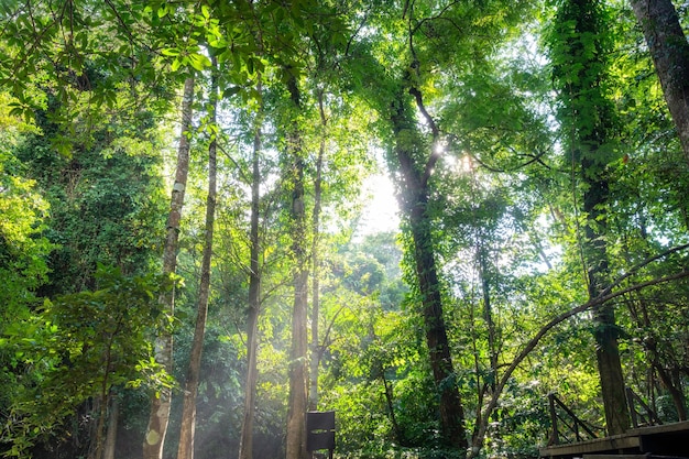 La luz del sol brilla a través del árbol en la selva tropical