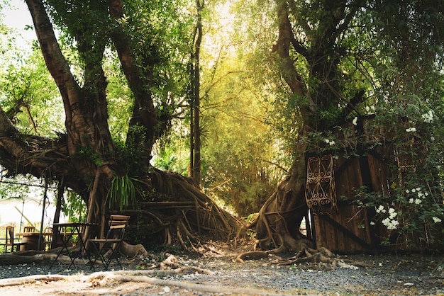 Foto la luz del sol brilla a través de los árboles