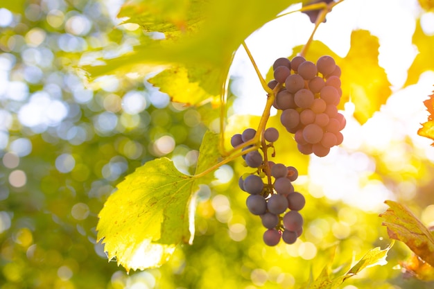 La luz del sol brilla a través de racimos de uvas azules en un viñedo en una vendimia de aldea