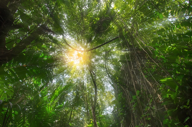 La luz del sol brillando a través de los árboles.