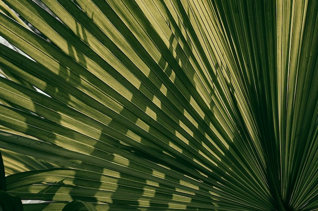 Foto luz del sol brillando a través de la hoja de palma tropical