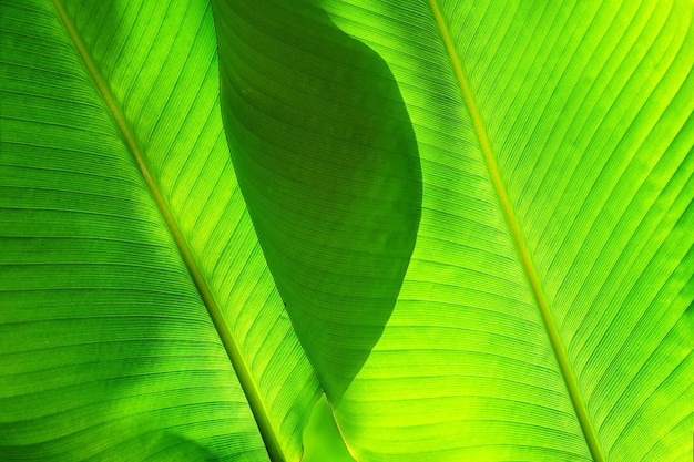 luz del sol brillando a través de la hoja de palma tropical