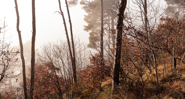 La luz del sol cae en el bosque brumoso