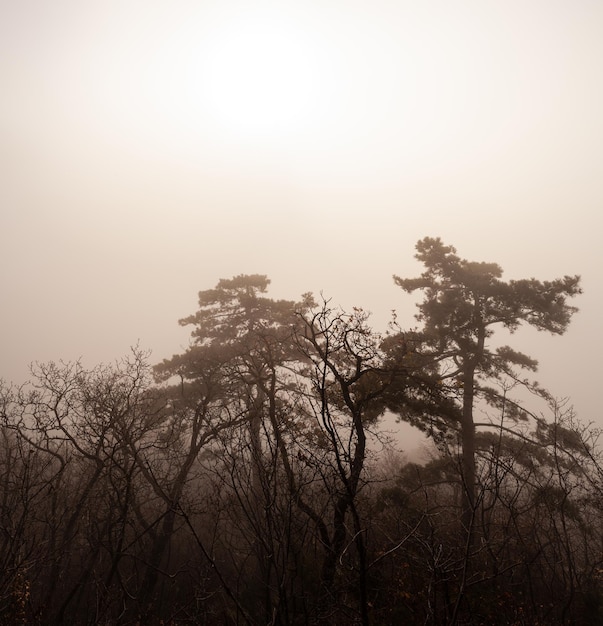 La luz del sol cae en el bosque brumoso