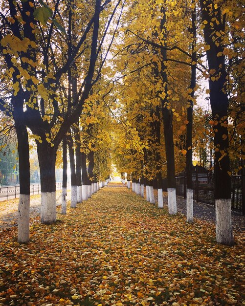 Foto la luz del sol cae sobre las hojas de otoño en el parque