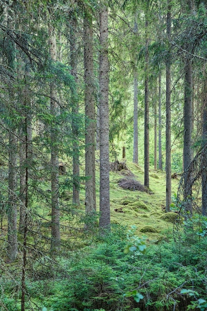 La luz del sol cae a través de un bosque de pinos Árboles y musgo en el suelo del bosque