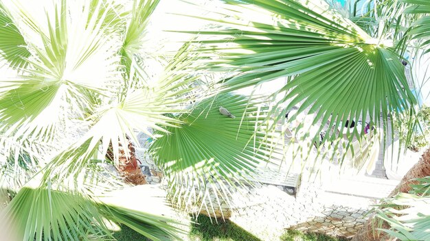 Foto la luz del sol cayendo sobre las palmeras