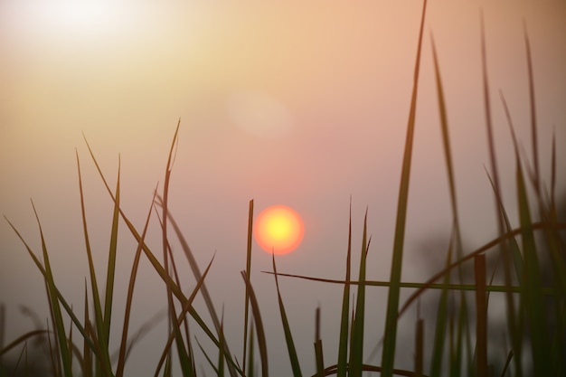 luz del sol después de la hierba en la mañana