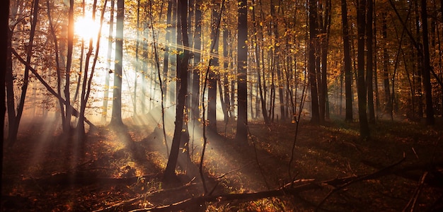 La luz del sol dorada brilla a través de los bosques brumosos de otoño