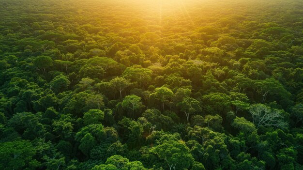 La luz del sol se filtra a través de la densa cubierta de un bosque tropical creando una atmósfera mística y tranquila