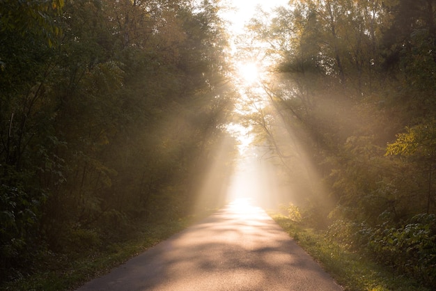 La luz del sol fluye por la carretera en medio de los árboles