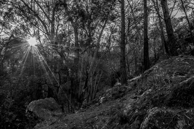 Foto la luz del sol fluye a través de los árboles en el bosque