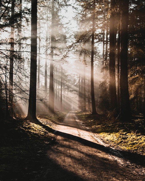La luz del sol fluye a través de los árboles en el bosque