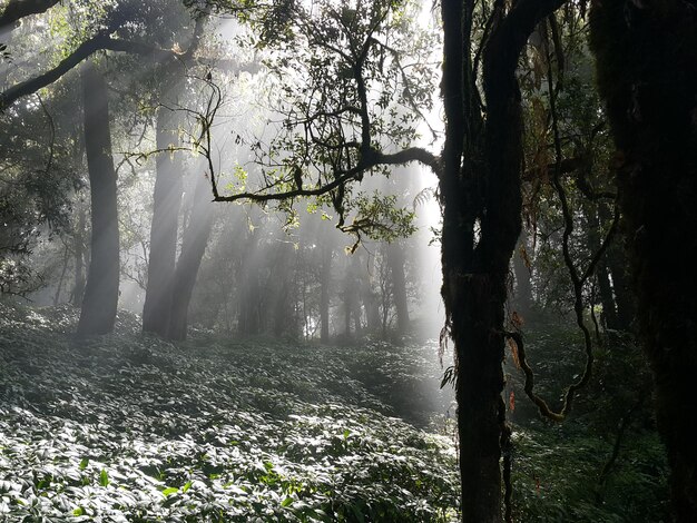 Foto la luz del sol fluye a través de los árboles en el bosque