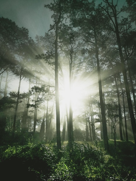 La luz del sol fluye a través de los árboles en el bosque