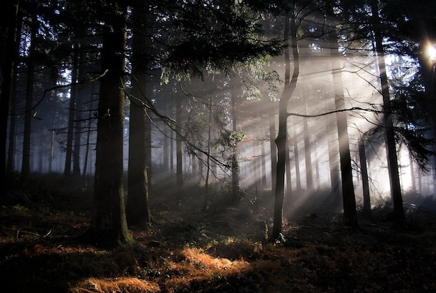 La luz del sol fluye a través de los árboles en el bosque