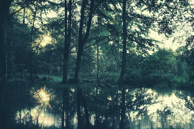 Foto la luz del sol fluye a través de los árboles en el bosque