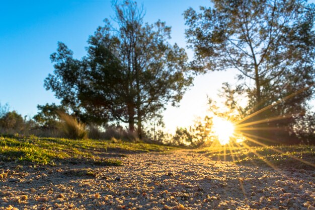 Foto la luz del sol fluye a través de los árboles en el campo contra el cielo