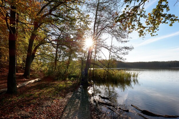 La luz del sol fluye a través de los árboles en el lago