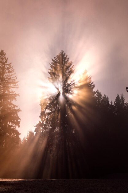 Foto la luz del sol fluye a través de las siluetas de los árboles contra el cielo durante la puesta de sol