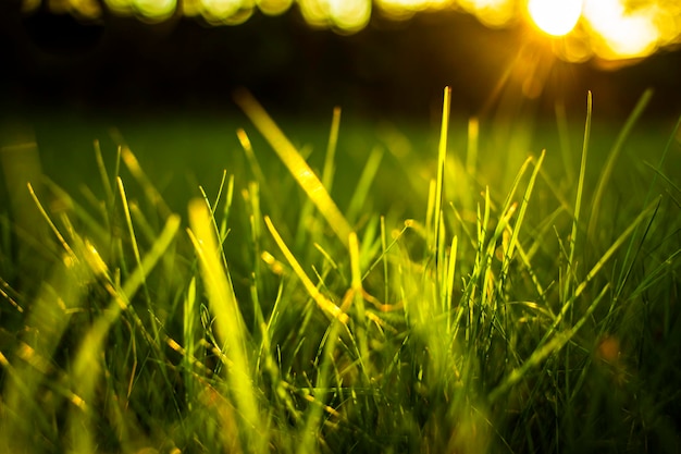 La luz del sol golpea las hojas de la hierba