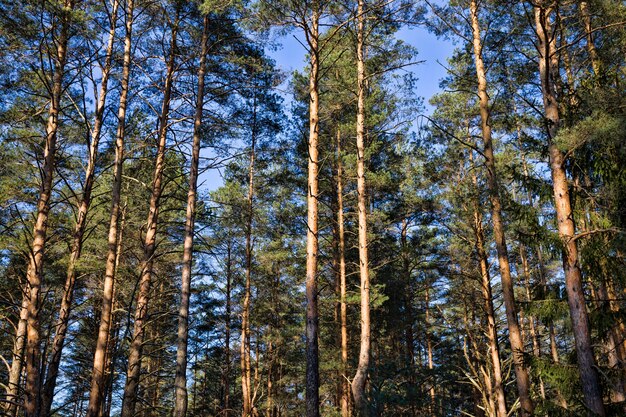 La luz del sol ilumina altos pinos viejos en el bosque, cerrar