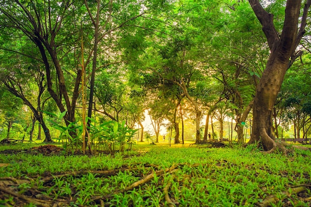 La luz del sol de la mañana en el árbol en el jardín para el fondo