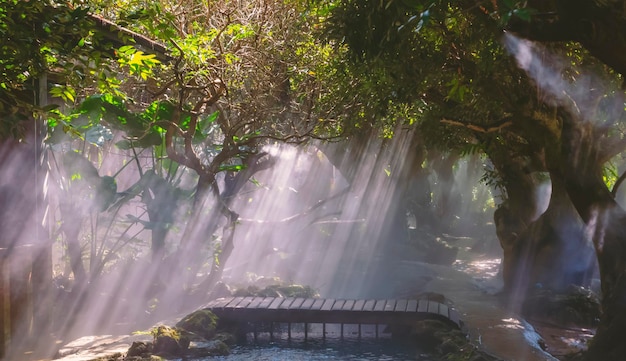 La luz del sol de la mañana brilla a través de la rama de un árbol en un pequeño puente de madera y un arroyo en un hermoso jardín